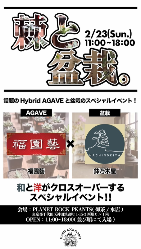 PLANET ROCK PLANTSが棘と盆栽イベントを開催、ハイブリッドアガベと盆栽の特別販売で和洋の植物文化を融合