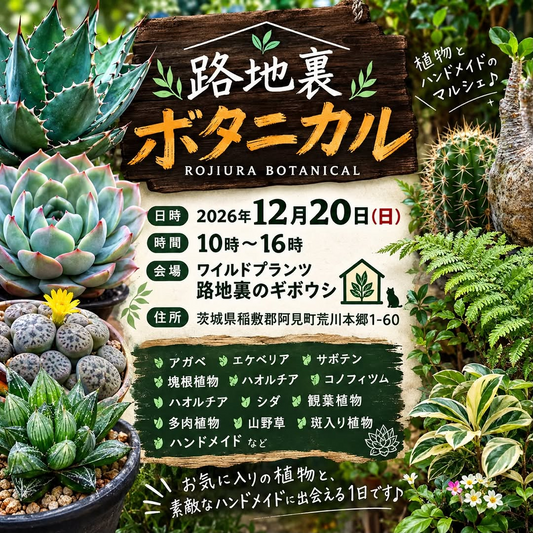 路地裏ボタニカル2026が12月20日に開催、アガベや塊根植物とハンドメイドを扱うマルシェ
