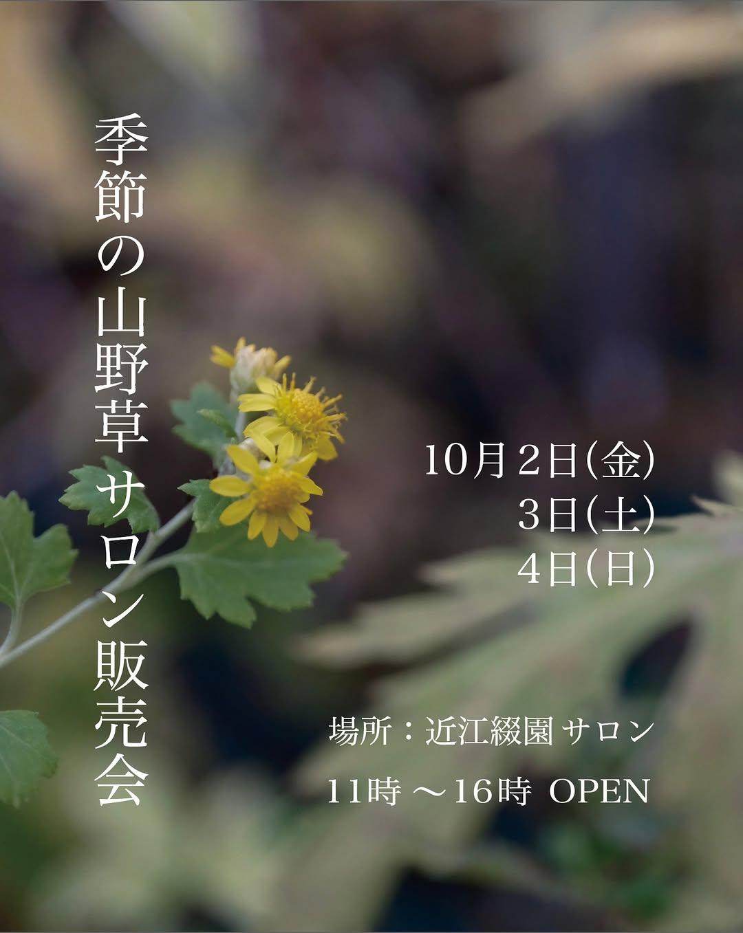 近江綴園が季節の山野草サロン販売会2026を開催、秋の寄せ植えワークショップも3日間実施
