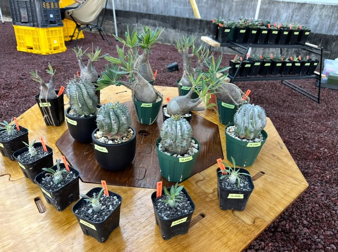 セイバーズがSAVERS FLEA MARKET2026を初開催、south peak plantsが塊根植物や古着を販売