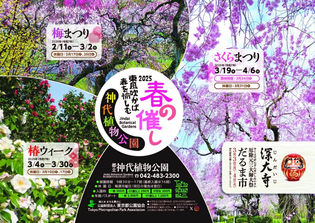 神代植物公園が2025年春季イベント「『春の催し』2025 東風吹かば春を愉しむ Jindai Botanical Gardens」を発表、梅まつりから始まる3大花イベントを順次開催へ