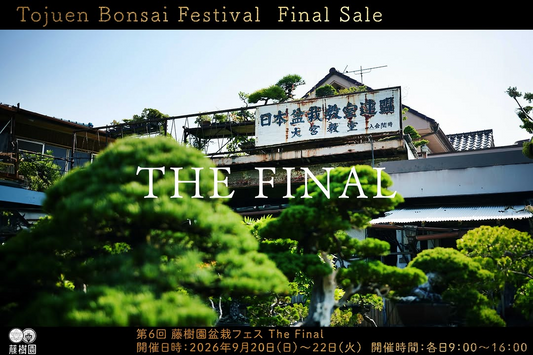 藤樹園が第6回藤樹園盆栽フェスThe Finalを2026年に開催、在庫処分セールや限定大抽選会を実施