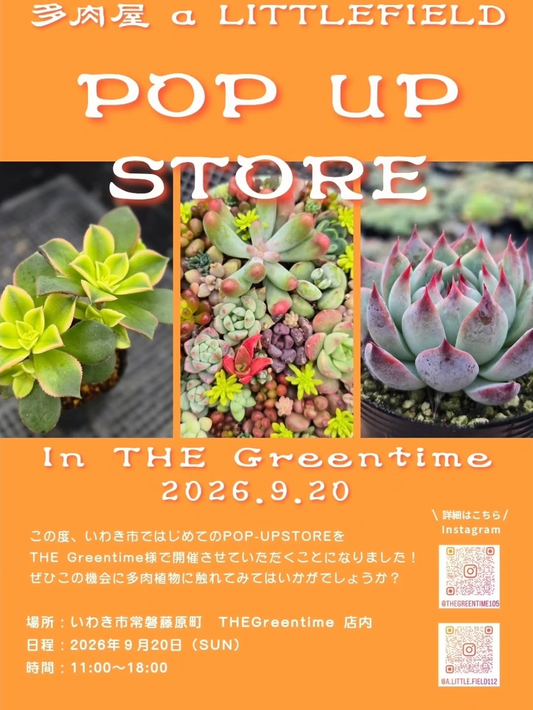 POP UP STORE In THE Greentimeが2026年に開催、いわき市のTHE Greentime店内で多肉植物を紹介