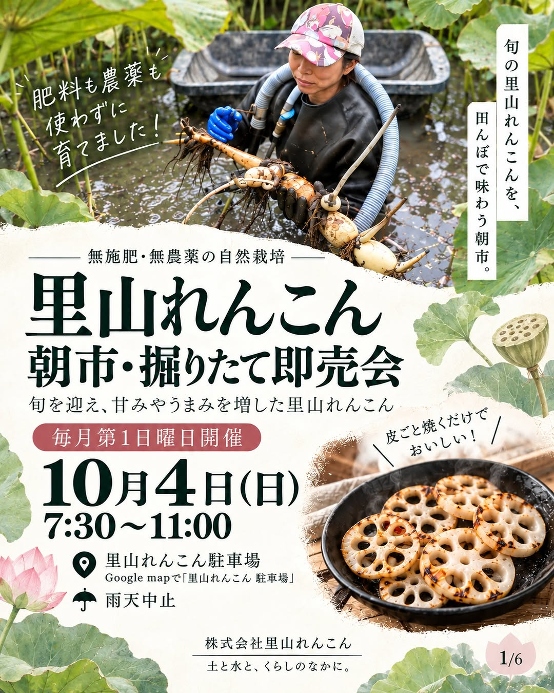 株式会社里山れんこんが朝市・掘りたて即売会2026を開催、旬の自然栽培れんこんを田んぼで試食・販売