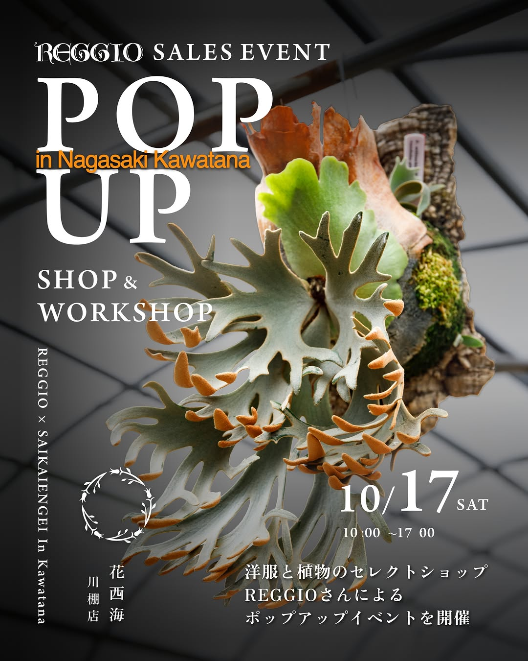 REGGIO POP UP SHOP in NAGASAKI KAWATANA 2026を川棚店で開催、ビカクシダ販売と板付けワークショップを実施