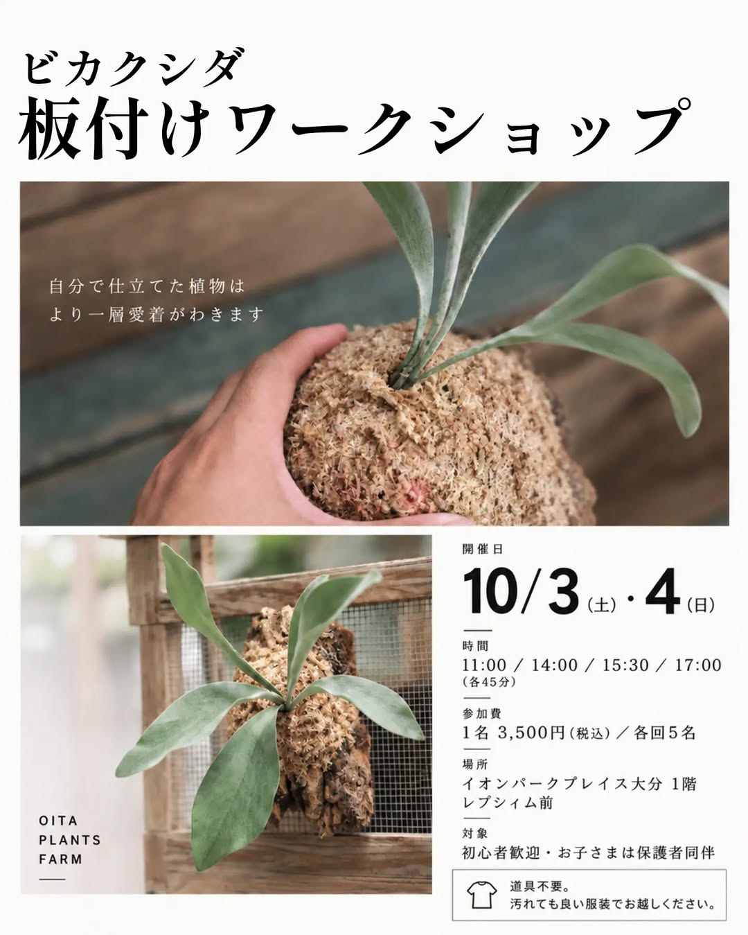 OITA PLANTS FARMがビカクシダ板付けワークショップ2026を開催、イオンパークプレイス大分で初心者向け体験を実施