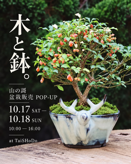 山の謌 盆栽販売POP-UPがTaiShoDoで開催、盆栽や陶芸家・竹内さんの鉢仕立てを販売