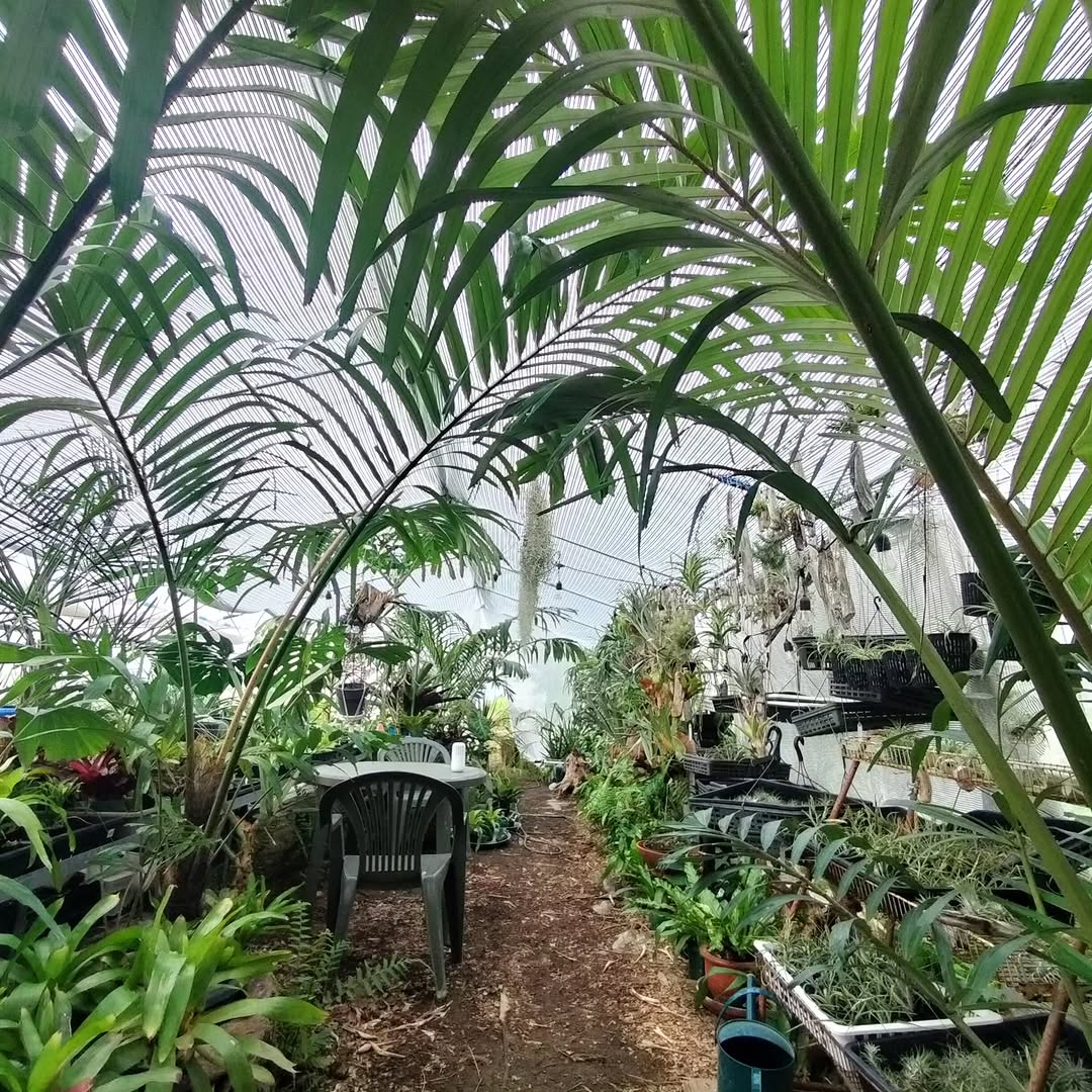 PavoneGiardinoで「ビカクシダとエアプランツ 着生植物ワークショップ 〜栽培温室見学付〜」を開催
