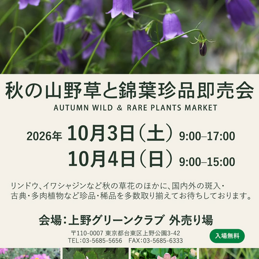 上野グリーンクラブで秋の山野草と錦葉珍品即売会を2026年10月3日・4日に開催