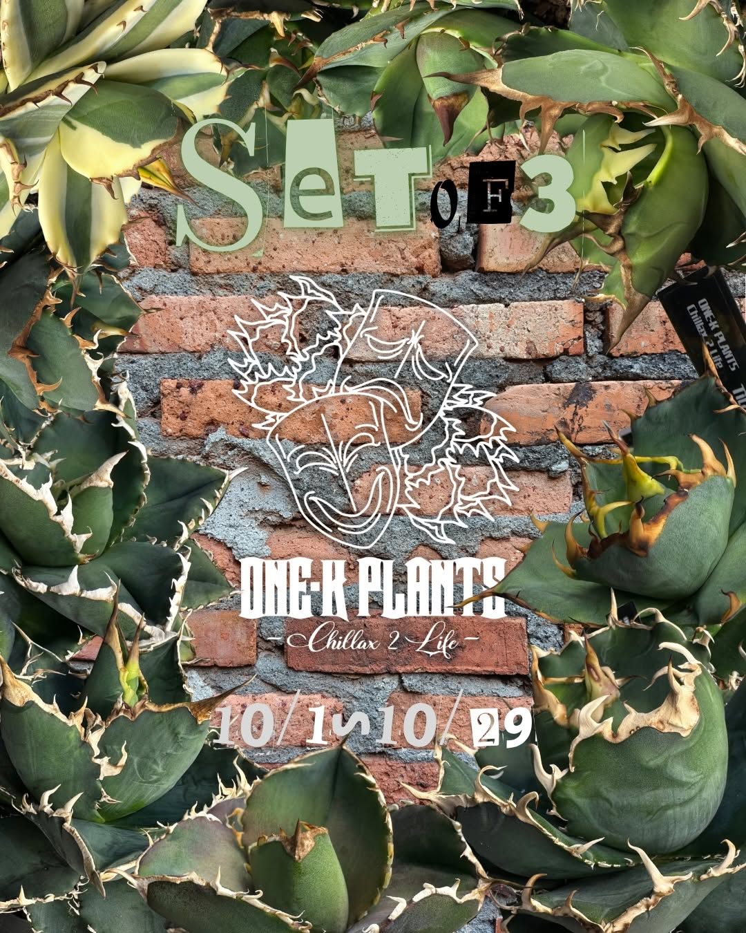 ONE-K PLANTSで「SET of 3」開催、Agave40種類以上から3株を選ぶ10月企画