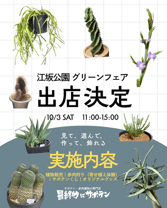 江坂公園グリーンフェアが10月3日に開催 サボテン・多肉植物販売や寄せ植え体験を実施