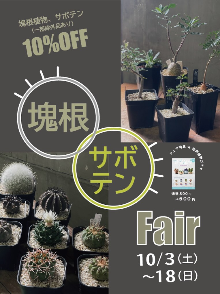塊根・サボテンフェアが10月3日から開催 塊根植物・サボテン全品10%OFF