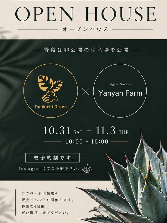 OPENHOUSE／オープンハウスでアガベ・多肉植物を販売する4日間のイベント
