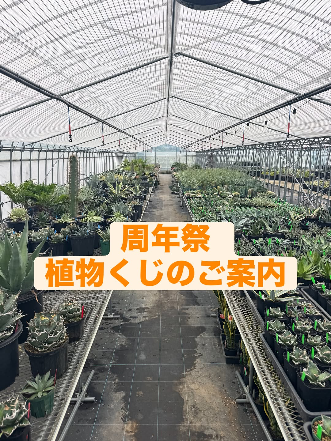 4周年祭「¥1000植物くじ」10月3日から5日まで3日間開催