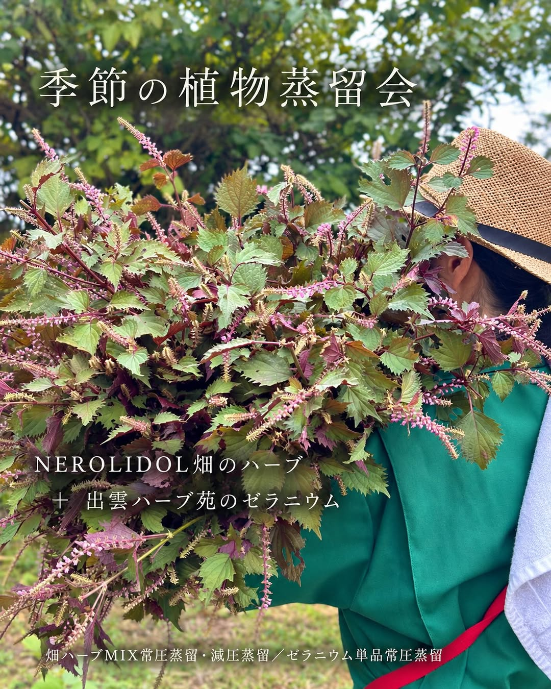 季節の植物蒸留会を10月8日から10日まで開催、ハーブとゼラニウムを蒸留