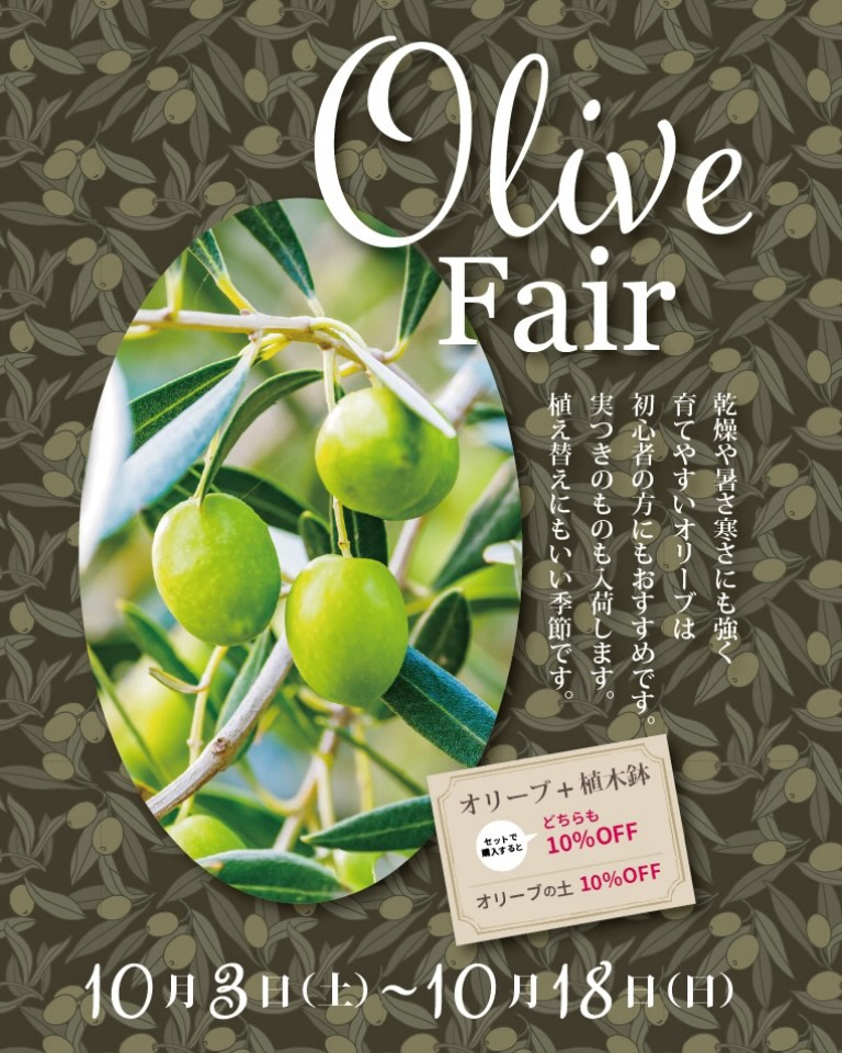 Olive Fair（オリーブフェア）を10月3日から18日まで開催、オリーブと植木鉢のセット購入で10%OFF