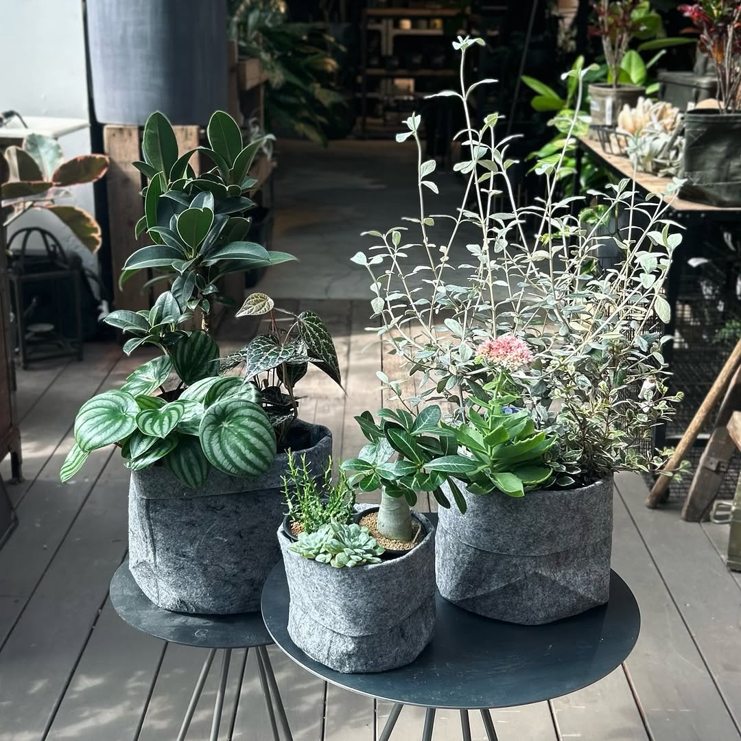 garage NAGOYAで「＼10月12日（月・祝）限定／」SCHOPの植物福袋や限定バッグを販売