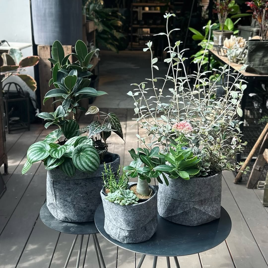garage NAGOYAで「＼10月12日（月・祝）限定／」SCHOPの植物福袋や限定バッグを販売