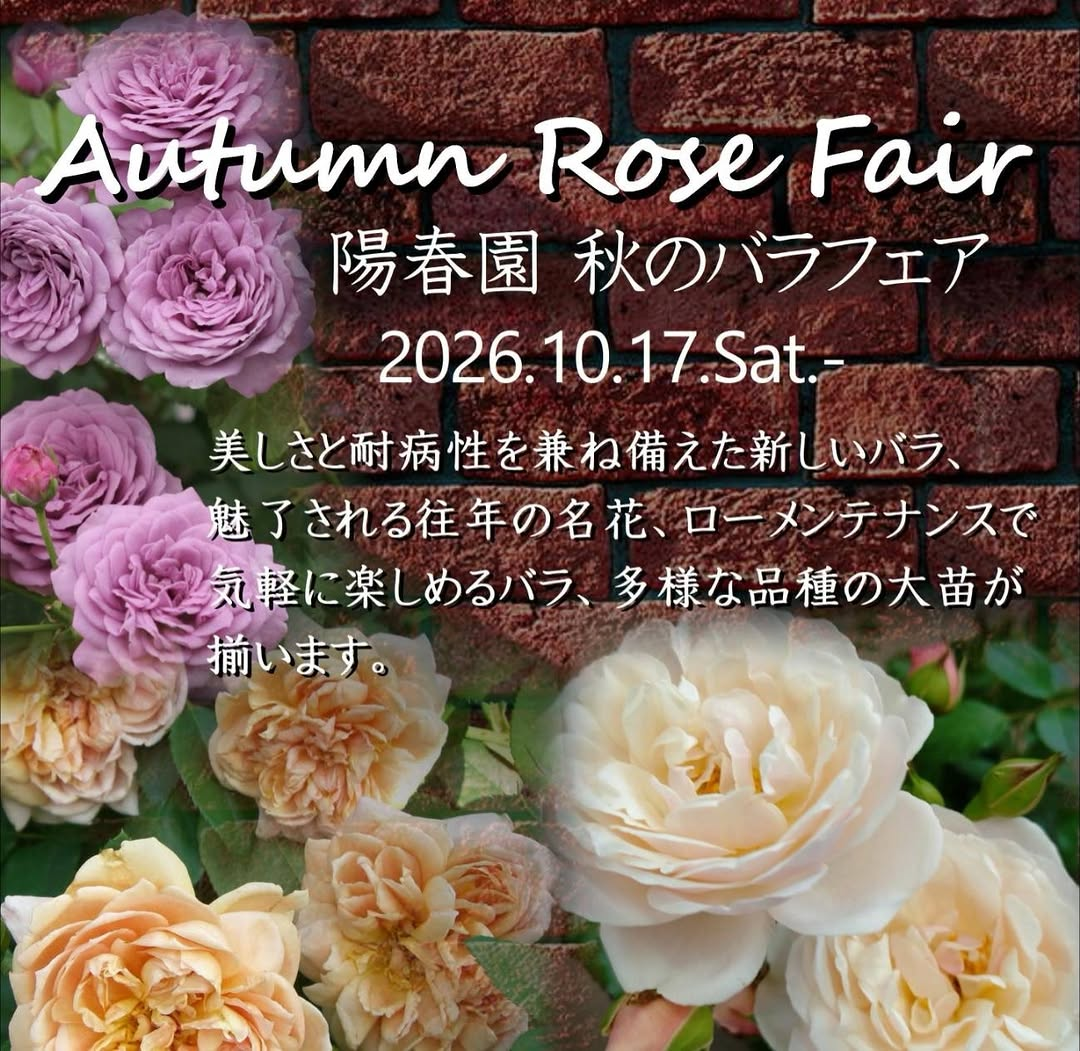 陽春園秋のバラフェアが10月17日から開催、大苗やつるバラ・開花鉢を販売