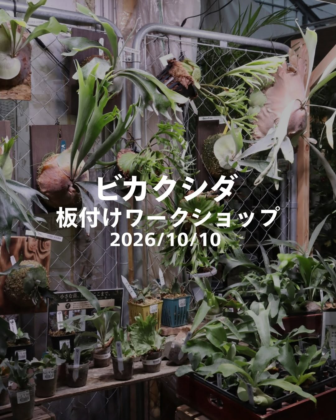 グリーンファーム金沢本店でビカクシダ板付けワークショップ／PLANT CLUB植物即売会を開催