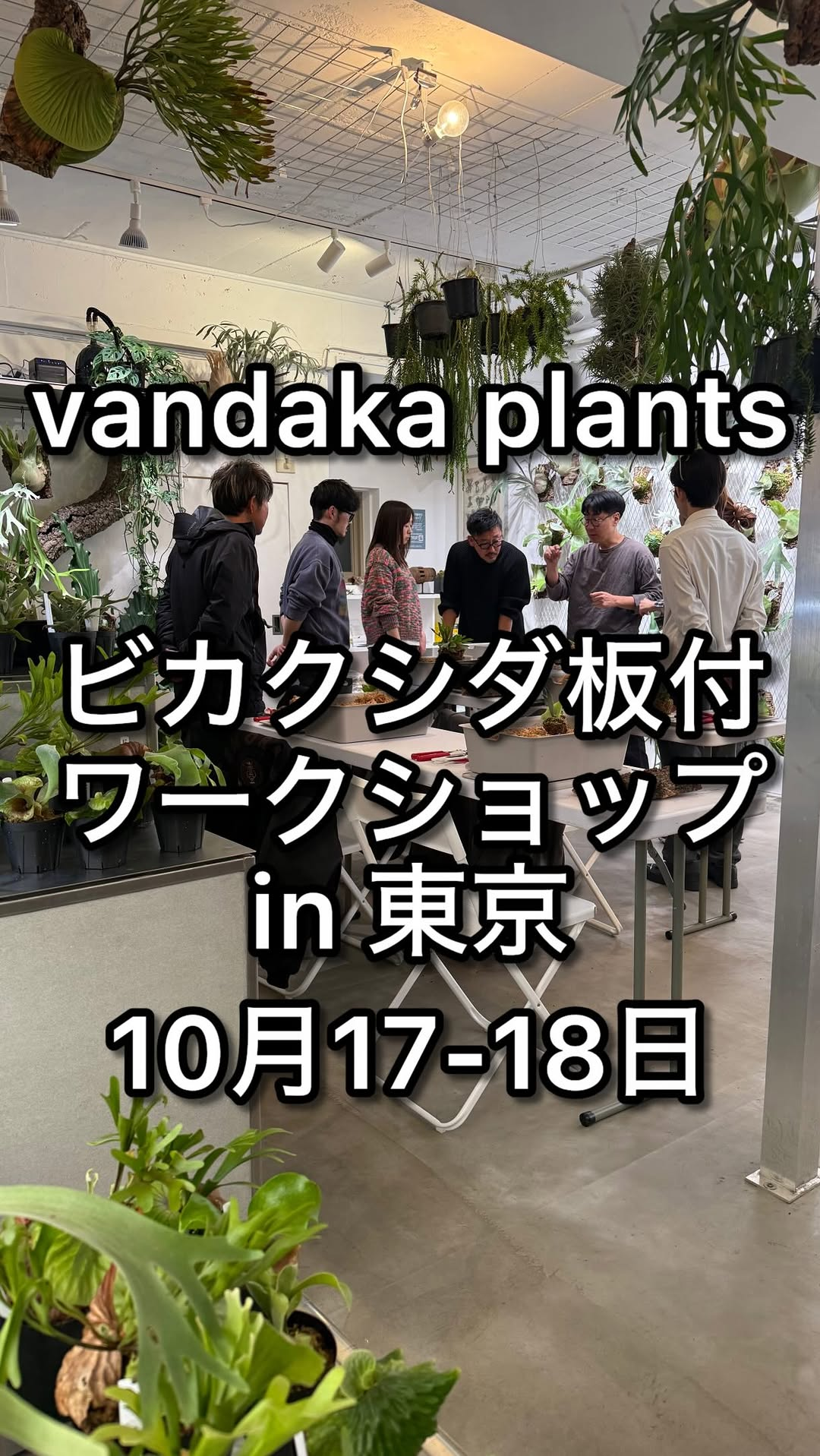 vandaka plants TOKYOでビカクシダ板付ワークショップ in東京を10月17日・18日に開催