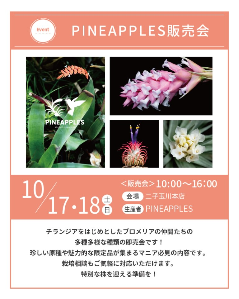 PINEAPPLES販売会がプロトリーフ二子玉川本店で開催 チランジアやブロメリアを販売