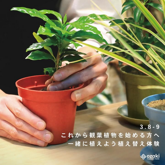 オザキフラワーパークが練馬区で観葉植物の植え替え体験ワークショップを開催、初心者向けに専門スタッフが直接指導