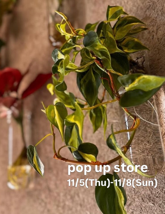 d&h_vitaでIndoor Green POP UP STORE開催、prowntumeの植物を展開