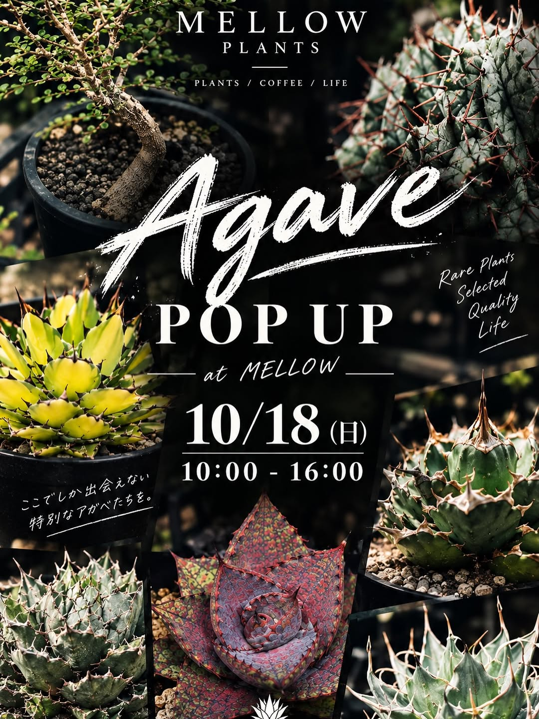 AGAVE POP UPがSelected Quality Life at MELLOWで10月18日に開催