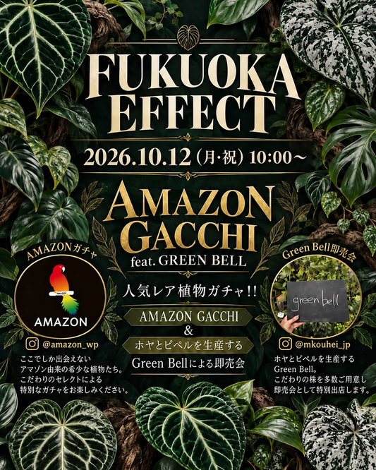 AMAZON GACCHI feat. GREEN BELLをFUKUOKA EFFECTで10月12日に開催