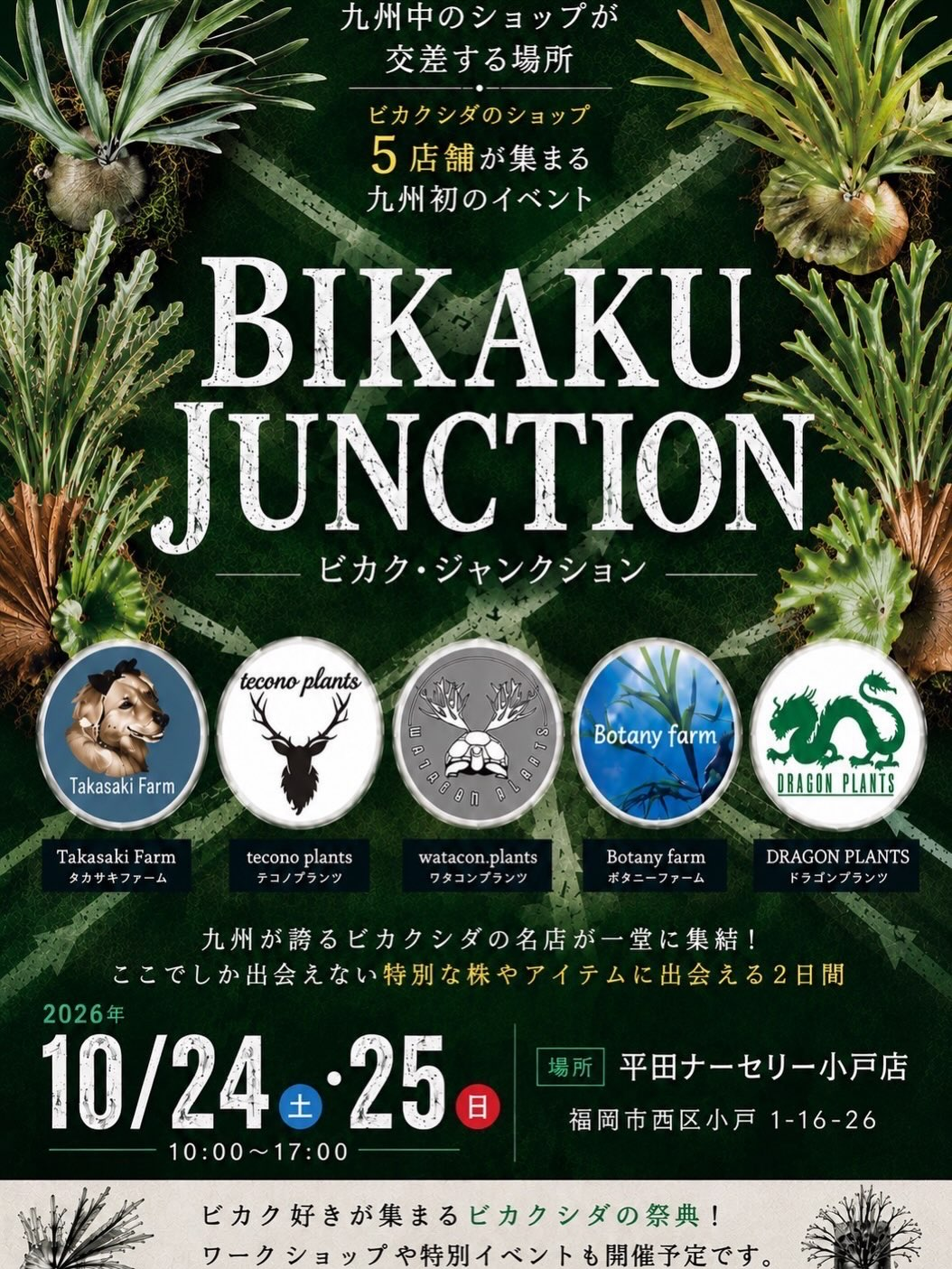 平田ナーセリー小戸店でBIKAKU JUNCTION開催 ビカクシダショップ5店舗