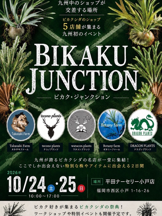 平田ナーセリー小戸店でBIKAKU JUNCTION開催 ビカクシダショップ5店舗が出展