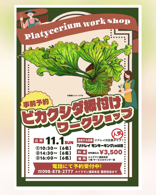 メイクマン浦添本店でビカクシダ板付けワークショップを11月1日に開催