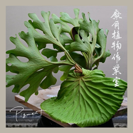 麋角植物作業室がpigment 名古屋で開催 リドレイやPUP、胞子培養株を販売予定