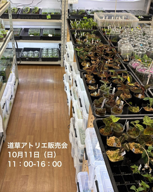 道草アトリエ販売会が10月11日に開催 コケや小さな蘭などを販売