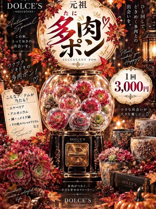 秋のPlants Party! DOLCE'S特別企画を10月17日・18日に開催