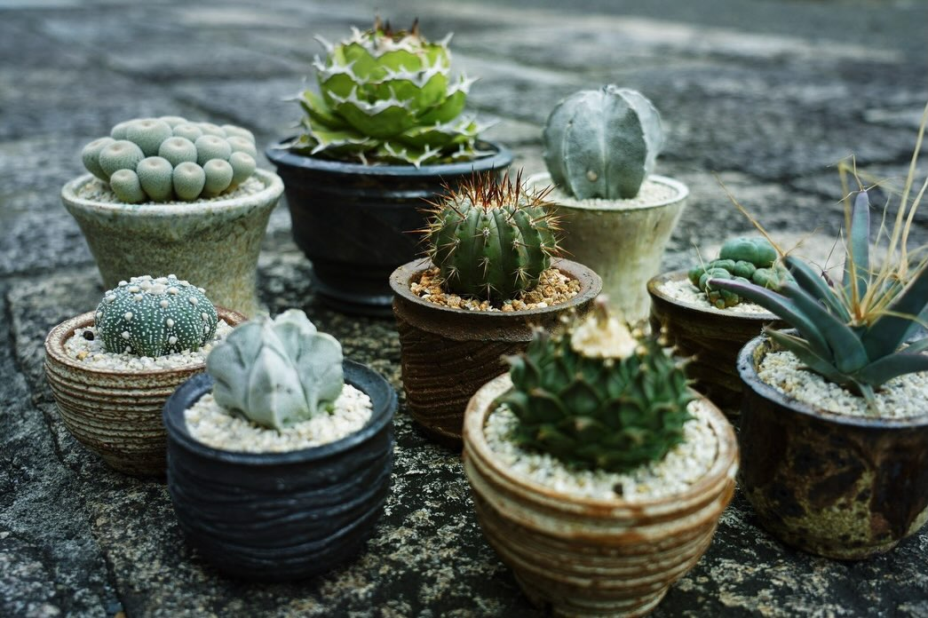 hugcoffee南町店で「PLANTS and COFFEE」開催、CHAMと植物とコーヒーのPOP-UP