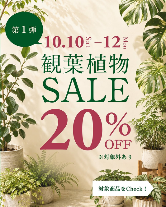 西海園芸 花西海「観葉植物SALE 第1弾」波佐見店で10月10日から12日まで観葉植物20%OFF