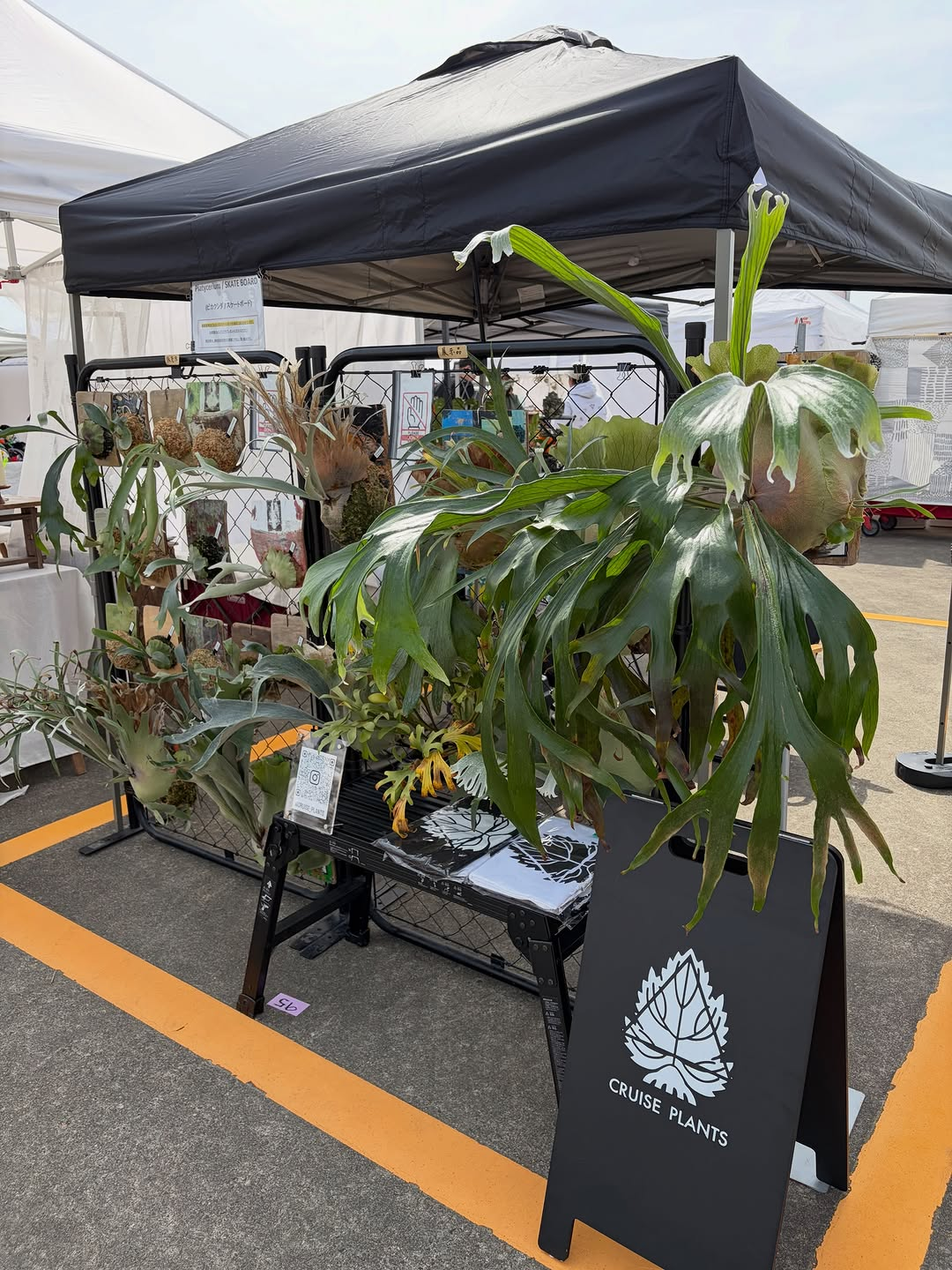 KOZOJI ICONIC MARKET 2026 AUTが春日井市で11月7日・8日に開催、CRUISE PLANTSがビカクシダを販売