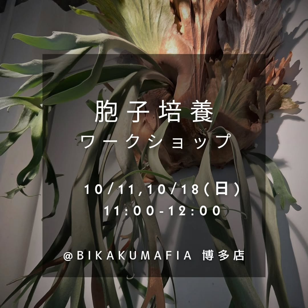 BIKAKUMAFIA博多店で「胞子培養 ワークショップ」を10月11日・18日に開催