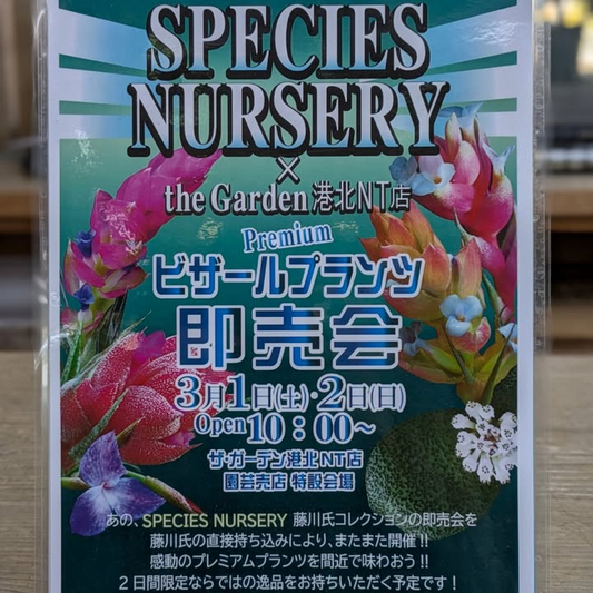 SPECIES NURSERYプレミアム即売会が3月1日・2日開催、希少種の販売と藤川氏厳選プランツが登場