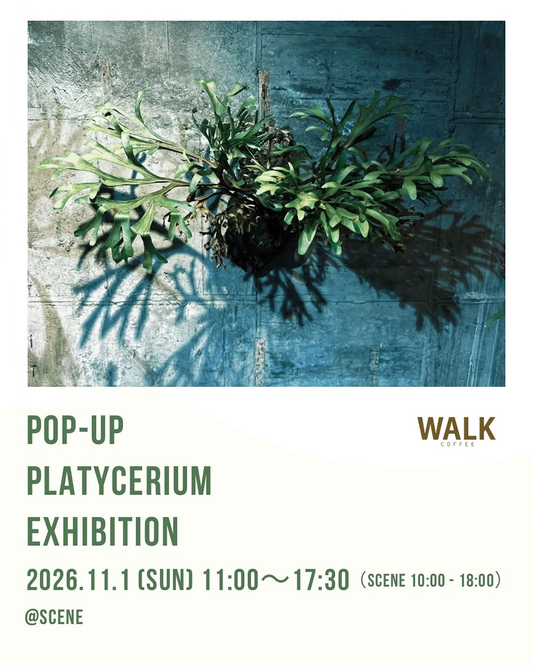 WALK COFFEE PLATYCERIUM EXHIBITION（ビカクシダの展示・販売）が2026年11月1日に開催