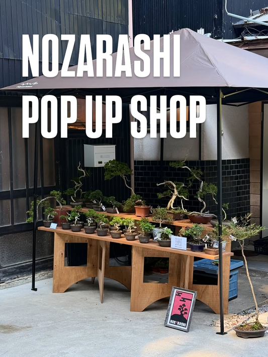 NOZARASHI BONSAI STORE POP UP EVENT｜金沢で盆栽・鉢のポップアップイベントを3日間開催