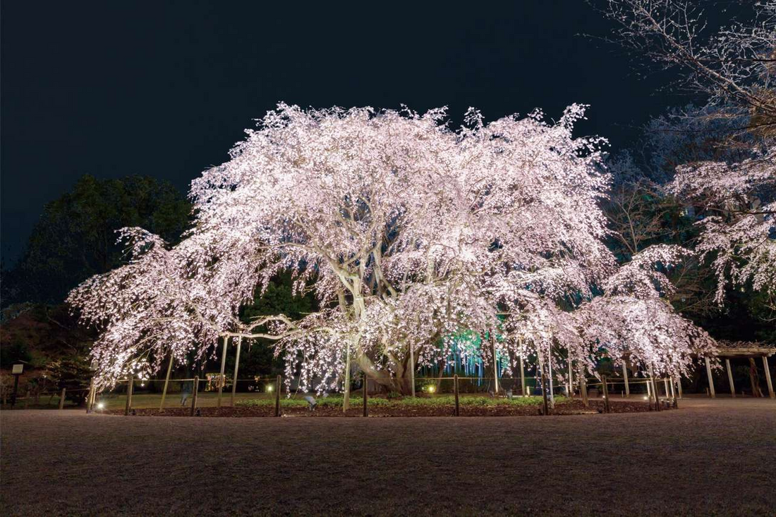 六義園の春夜特別観賞