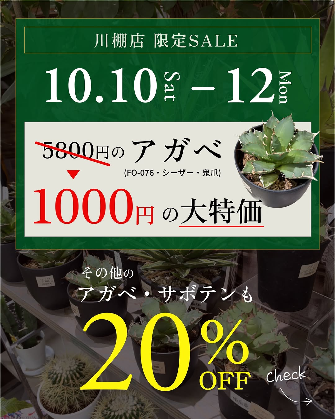 花西海 川棚店「アガベ・サボテン限定SALE」開催、対象品種1,000円・その他20％OFF
