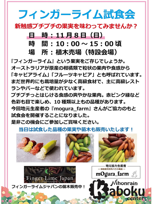 日本ライン花木センターで「フィンガーライム試食会」開催、品種の食べ比べと果実・苗木の販売