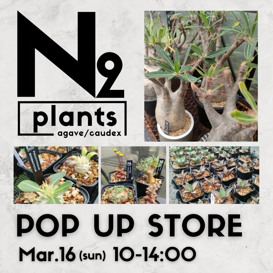 N2.plantsが福山市で希少植物のPOP UP STOREを開催、パキポディウム・グラキリス現地球やアガベ斑入り品種も販売