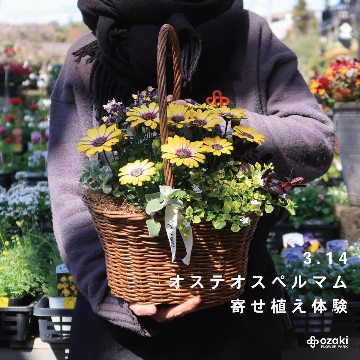 オザキフラワーパークがオステオスペルマム寄せ植えワークショップを 