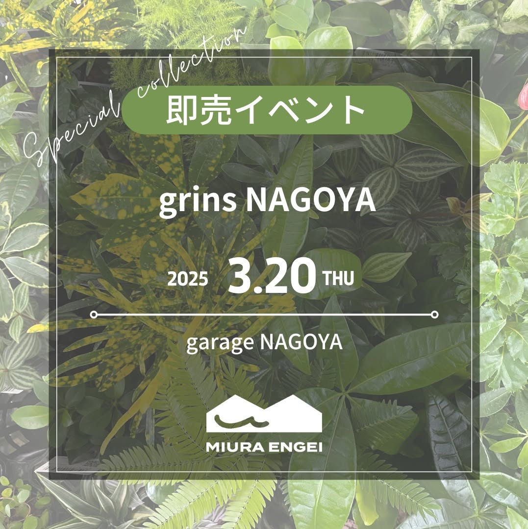 garage NAGOYAが植物イベントgrins NAGOYAを開催、三浦園芸など3社の生産者による厳選植物とハイドロカルチャーを販売