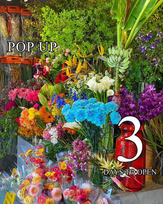 SOLSO FARMが2025年3月に営業再開、ALL GOOD FLOWERSのPOP UPイベントも開催で春の花々が集結